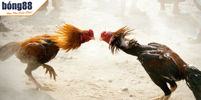 Theo dõi mọi lúc mọi nơi